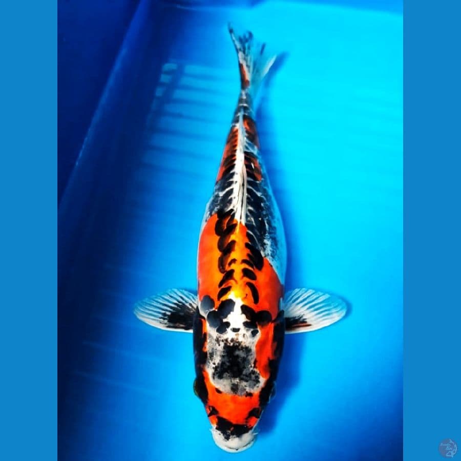 Benikiko SQ 35cm Female juara 3 show Ponorogo