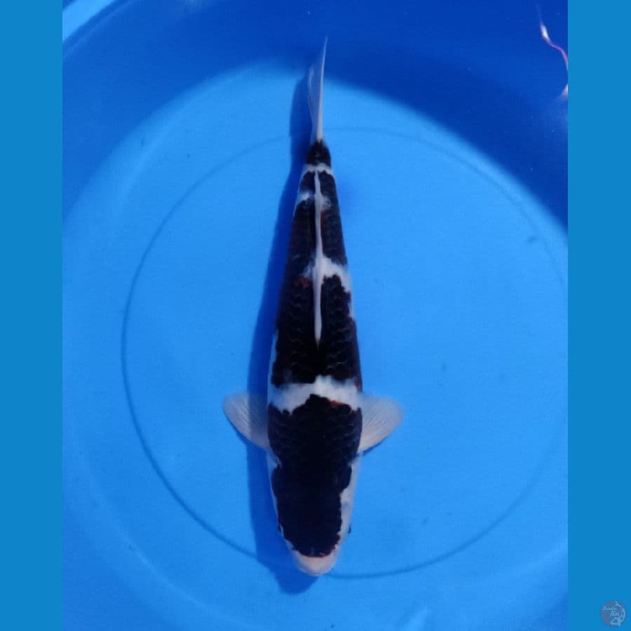 ORYGINAL GOROMO 40CM MALE