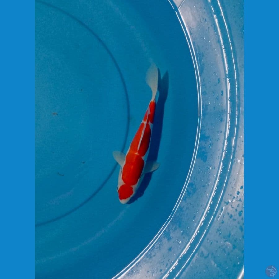 KOHAKU DOIT 26 cm