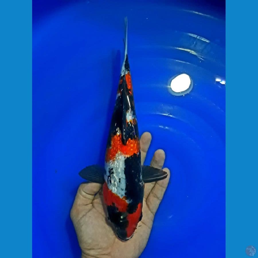 HQ Showa Ginrin padat 30cm