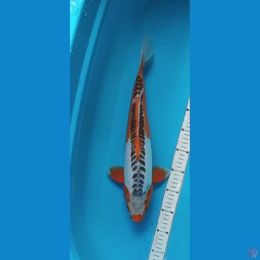 SHUSUI 42CM