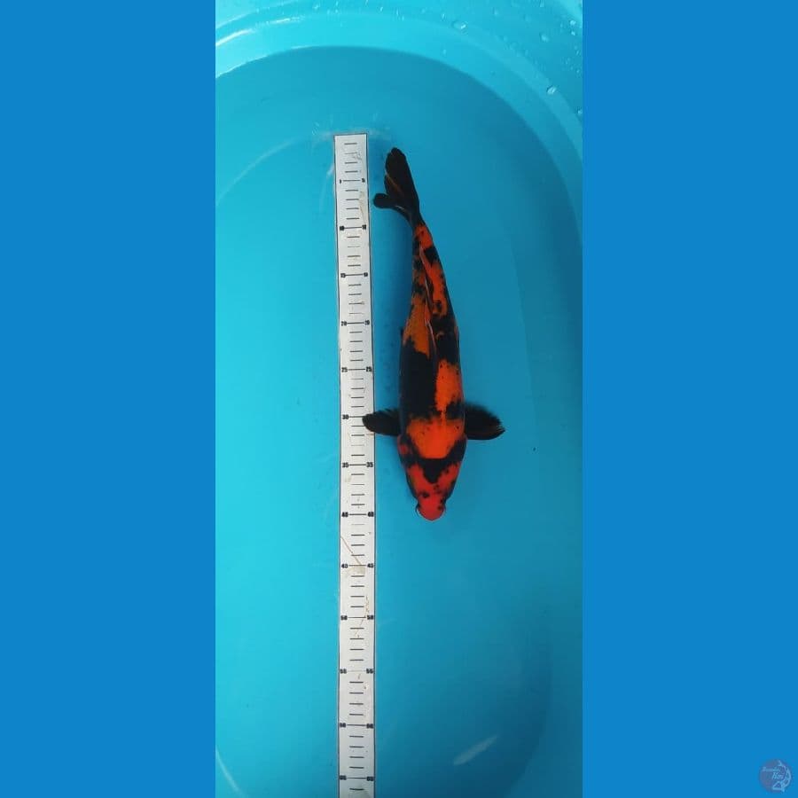 HIU 36cm tembus