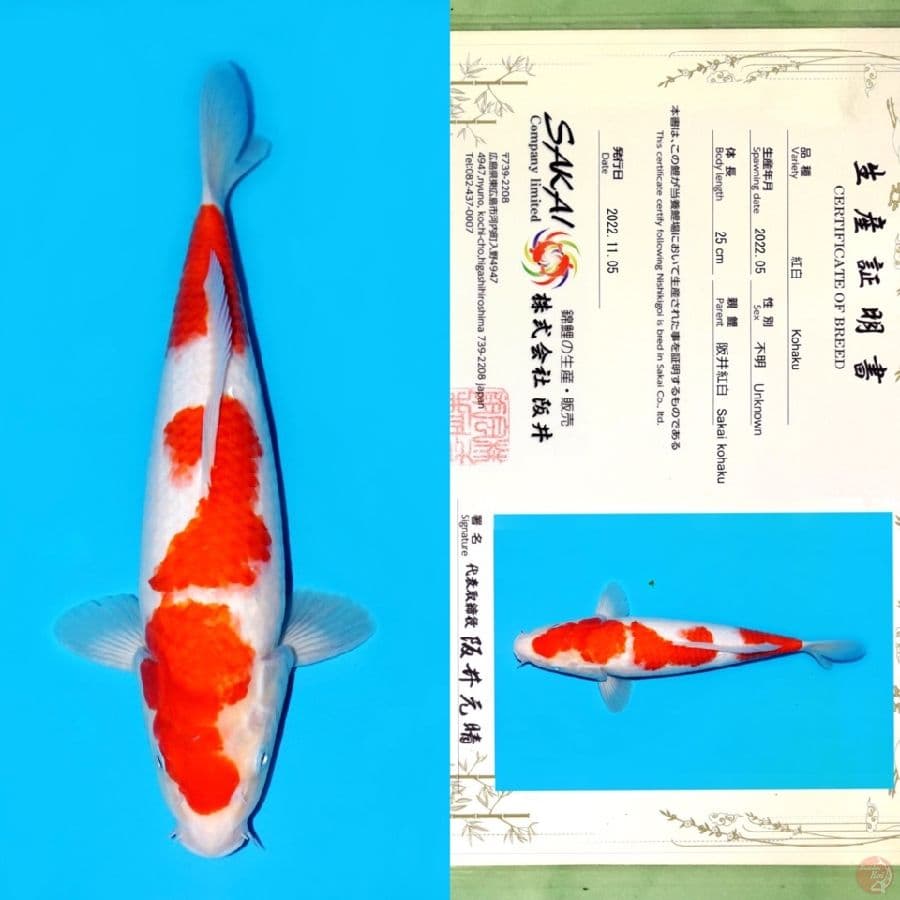 TOSAI KOHAKU SAKAI HQ 33CM
