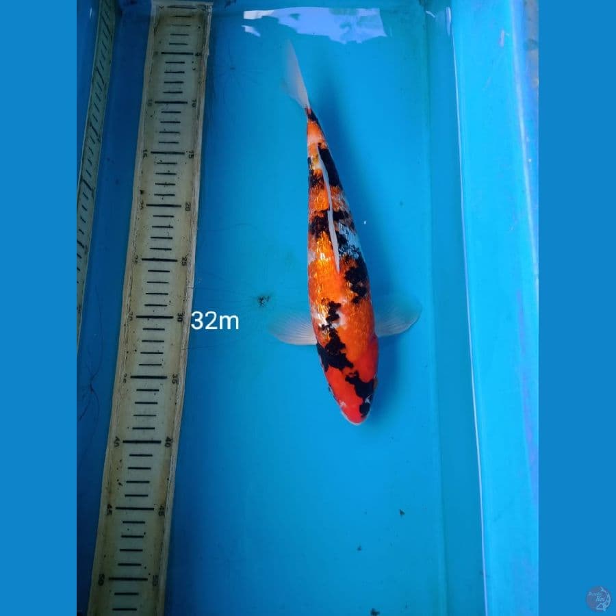 showa ginrin 32cm m