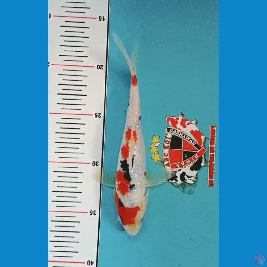 Bahan keeping Sanke Ginrin 23 cm