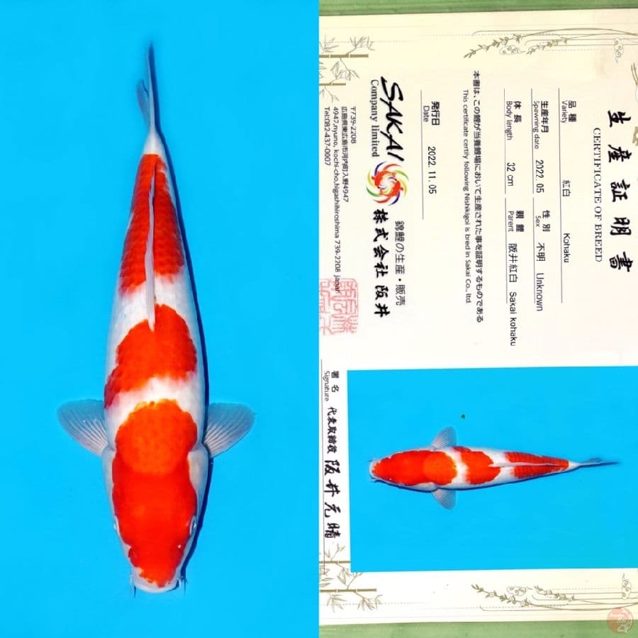 TOSAI KOHAKU SAKAI HQ 40CM
