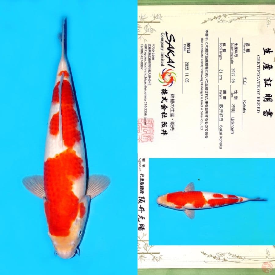 TOSAI KOHAKU SAKAI HQ 39CM