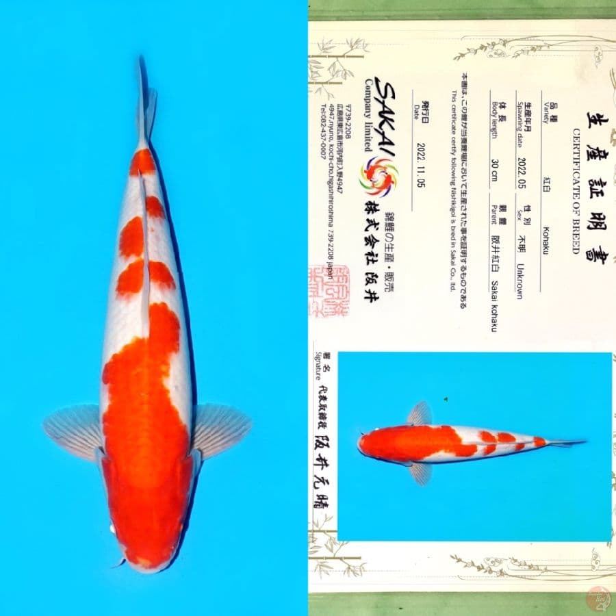 TOSAI KOHAKU SAKAI HQ 38CM