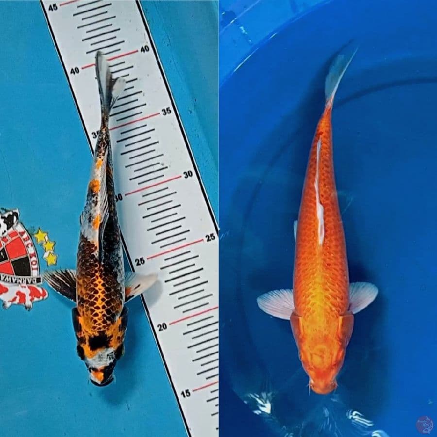 2 Ekor Hikari (Kin Showa 25 cm & Orenji Ogon 35 cm)