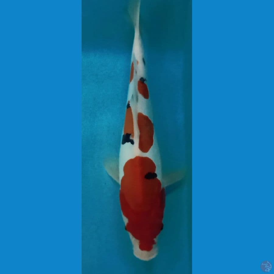 sanke doit 28cm