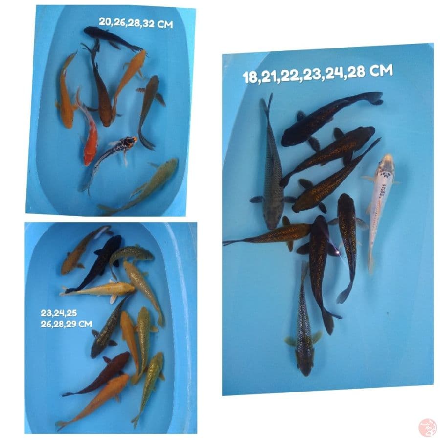 paket 28 ginrin non gonrin dan kumpay