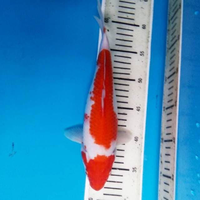 Kohaku