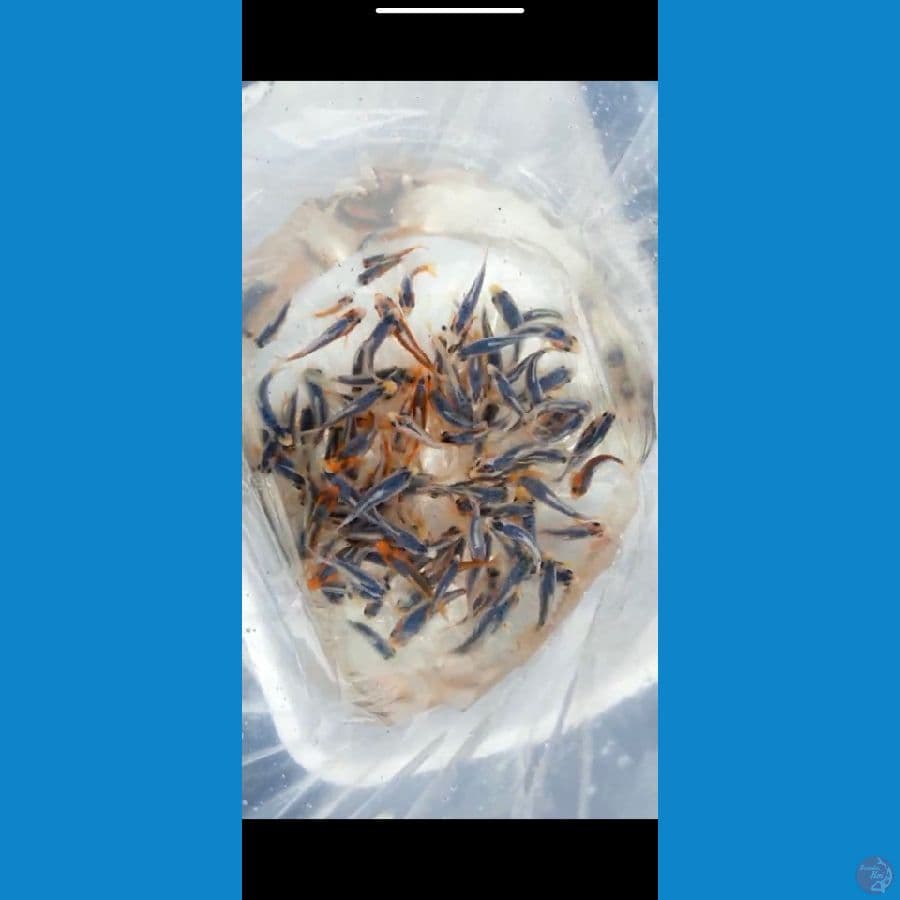 layak di besarkan 100ekor 7-10cm