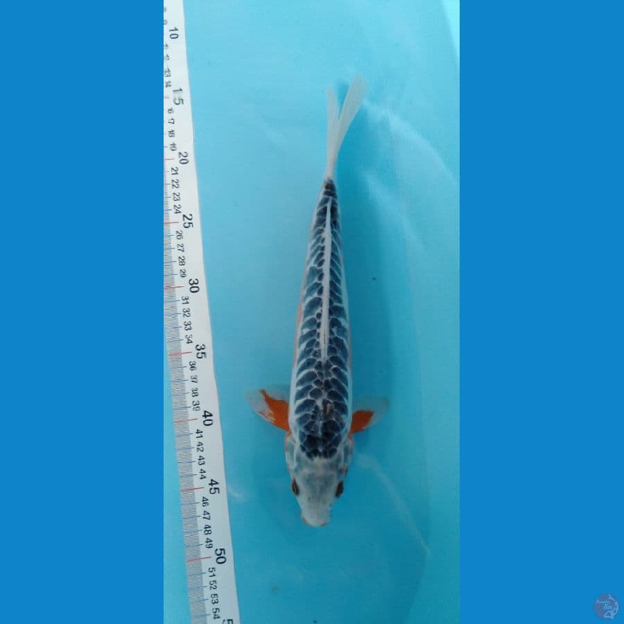 Hanashusui 32cm