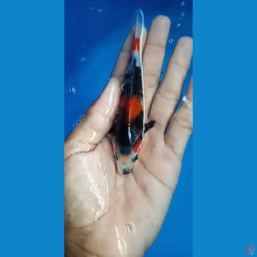 showa 13 cm