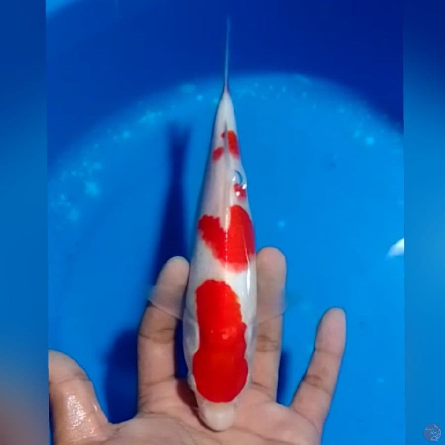 KOHAKU 22CM