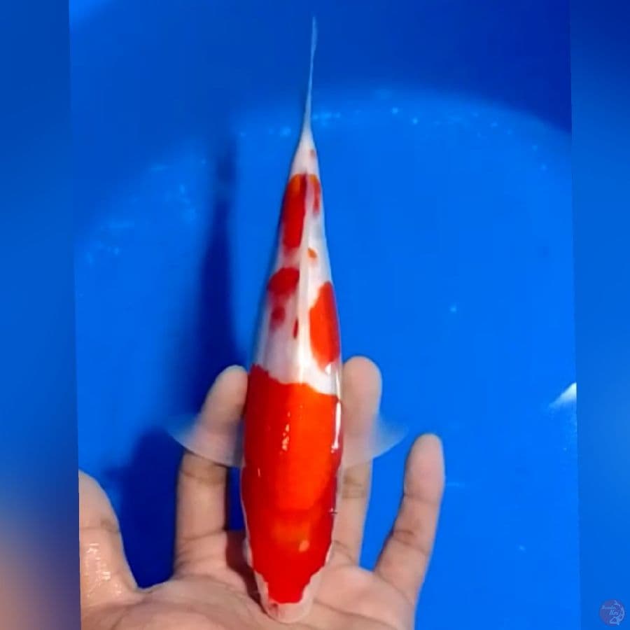 KOHAKU 22CM