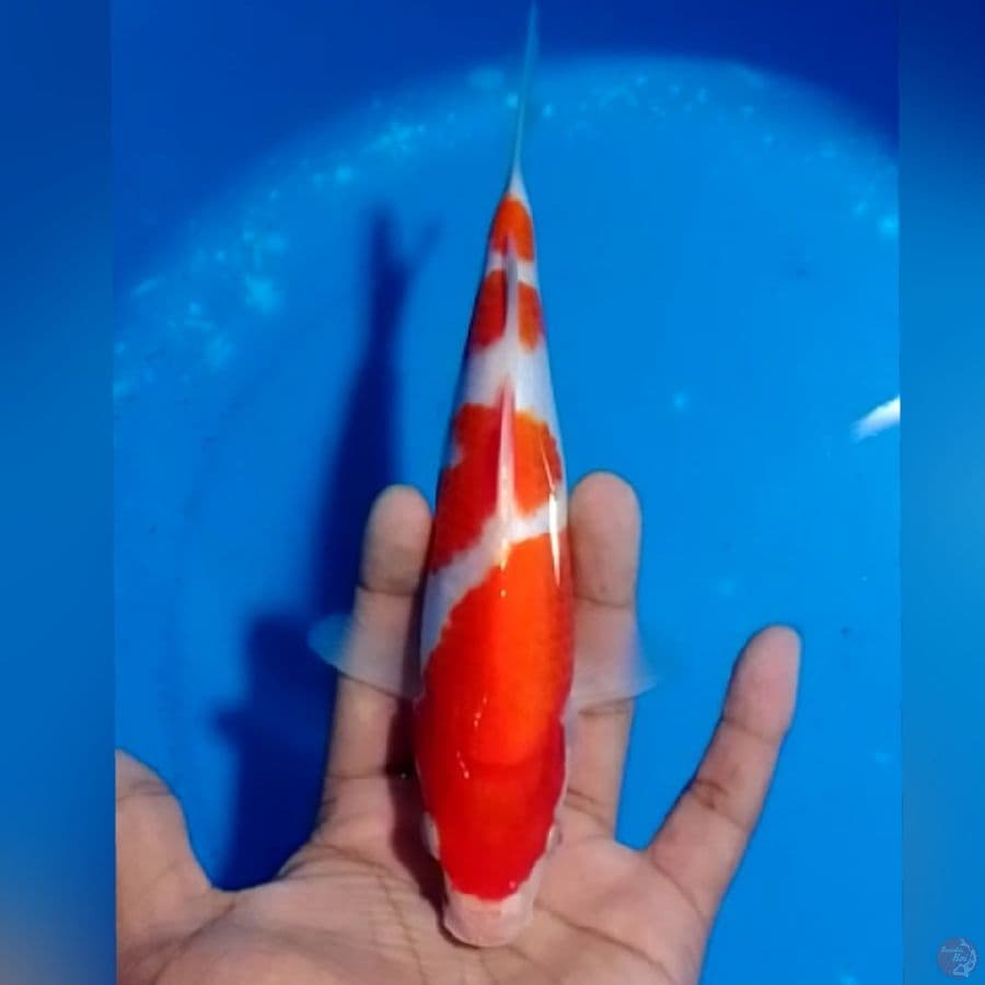 KOHAKU 23CM