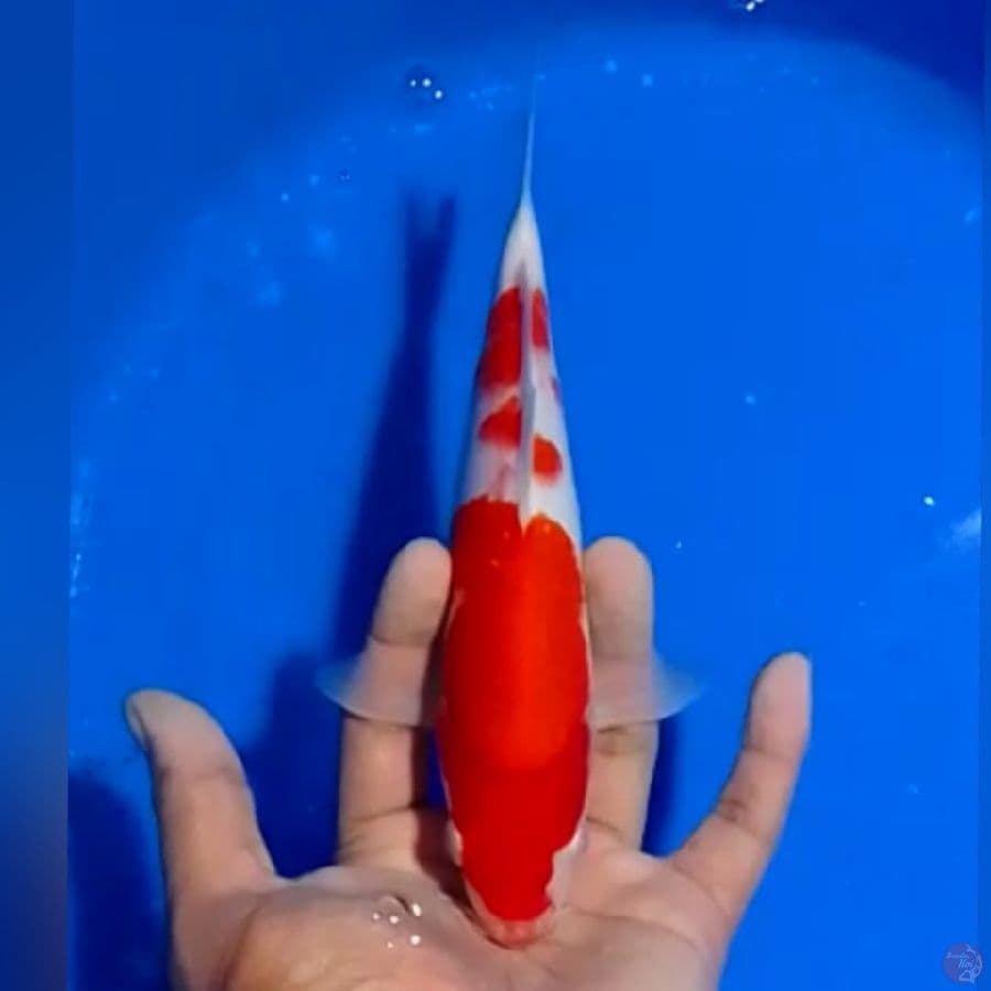 KOHAKU 23CM