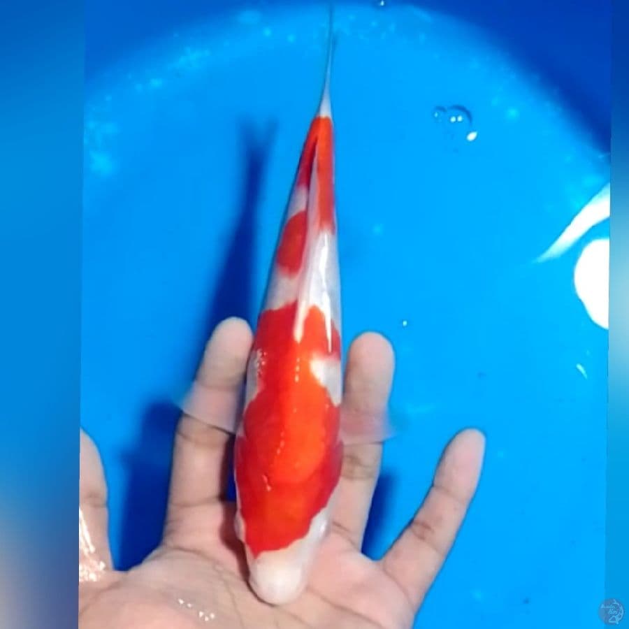 KOHAKU 21CM