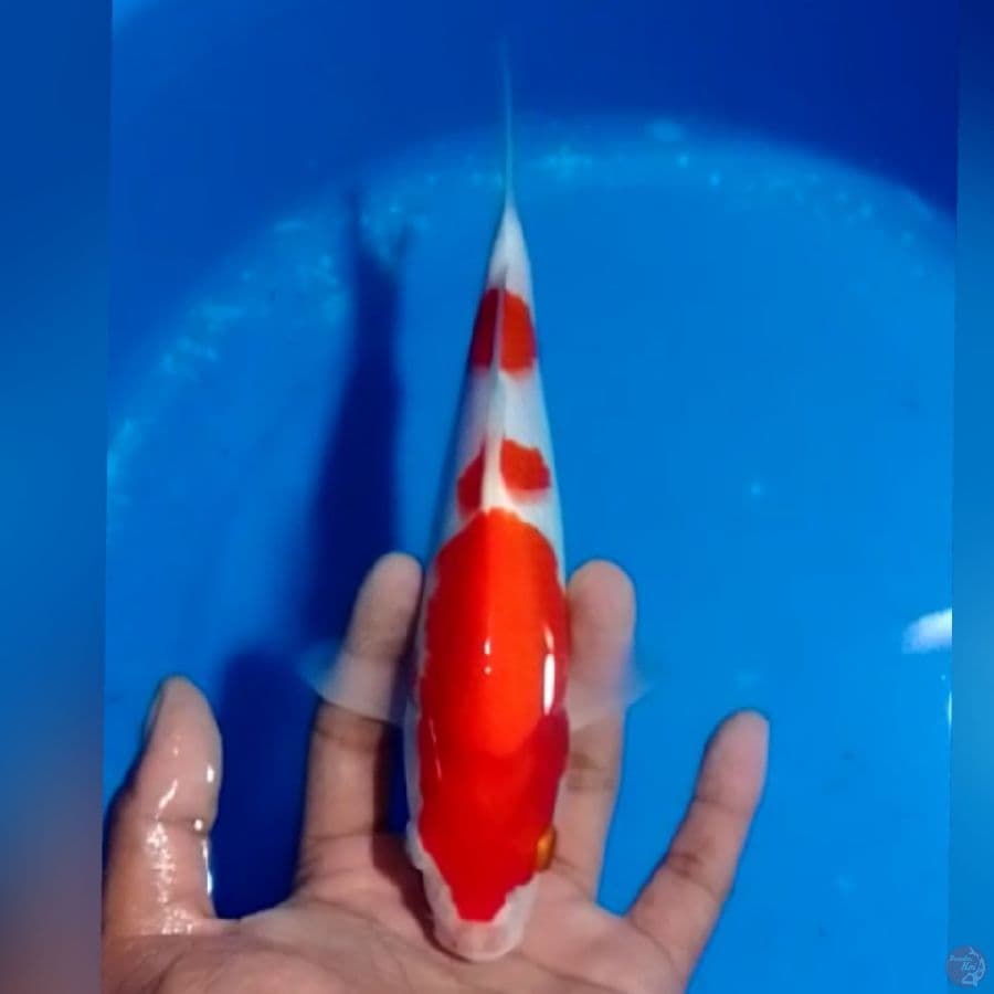 KOHAKU 21CM