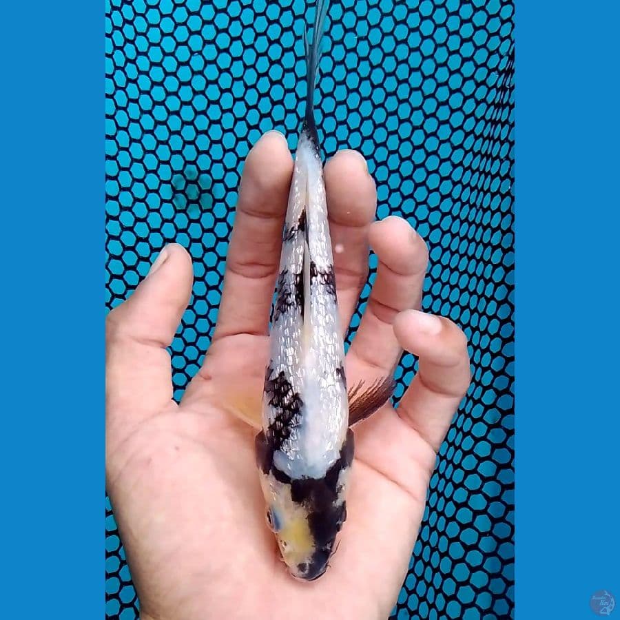 Bahan SHIRO GIND 17CM