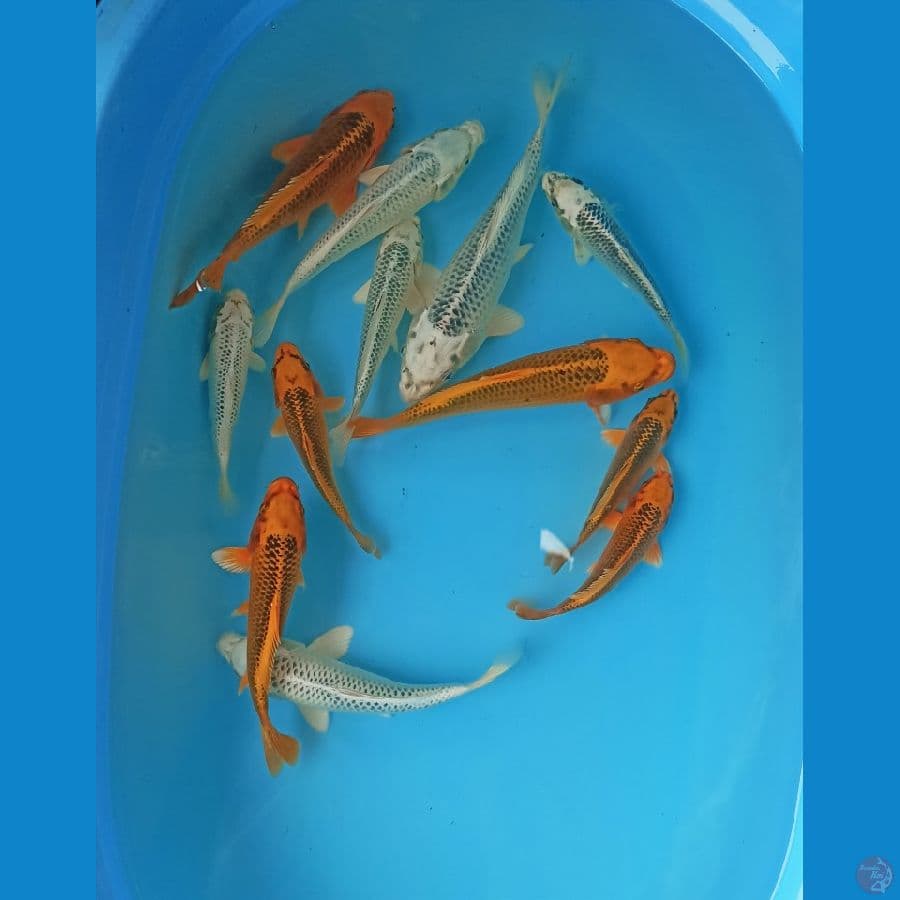 Paket 20bu