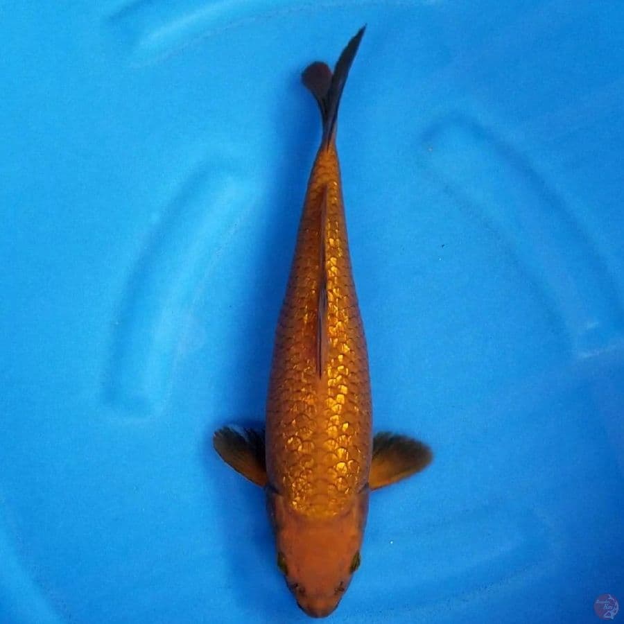 CHAGOI GINRIN 31 CM FM