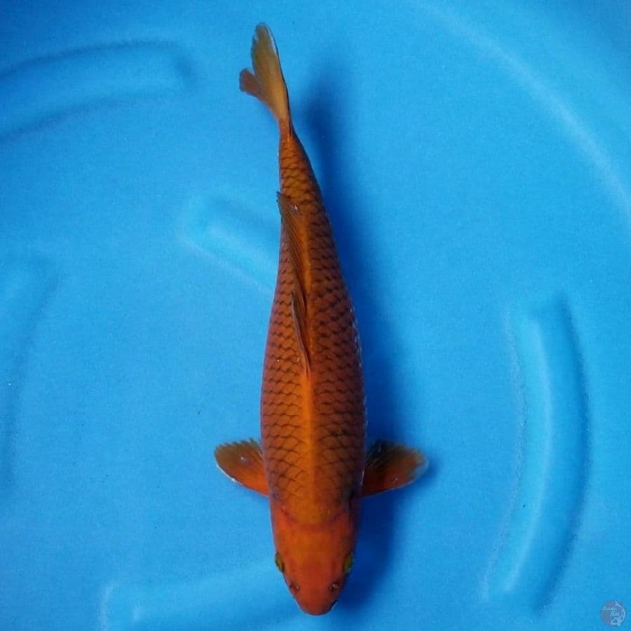 CAGOI 35 CM FM