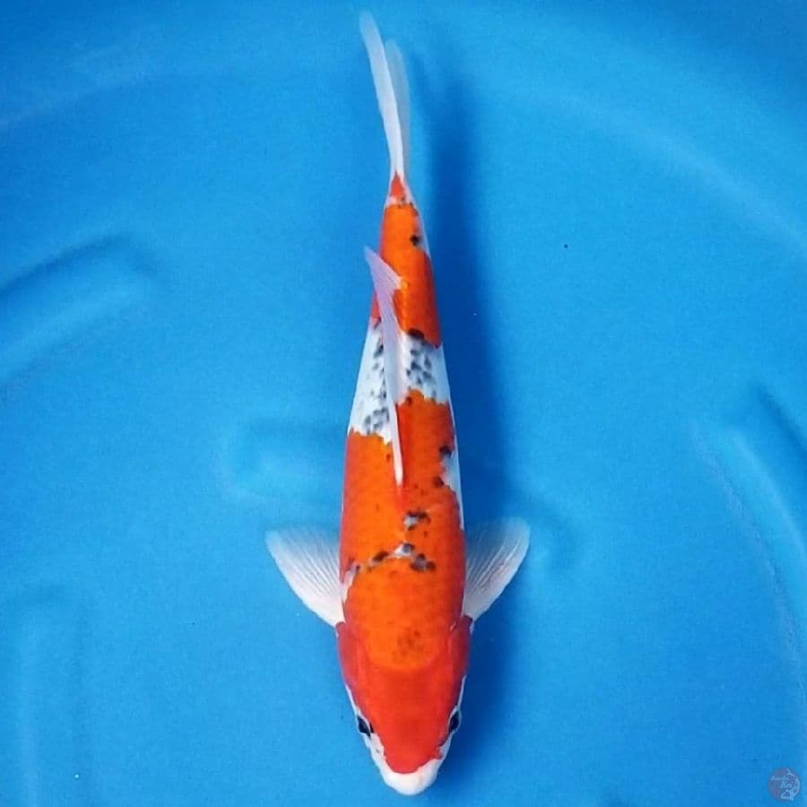 GOSHIKI 34 CM MALE