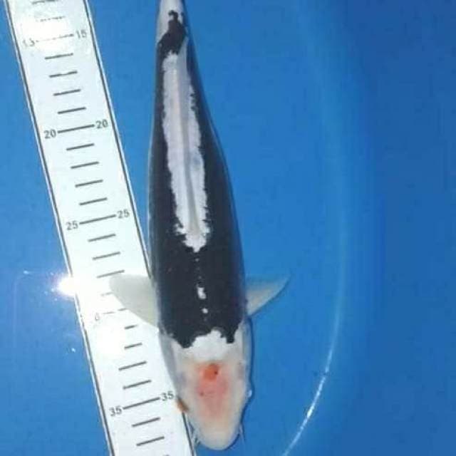 Tancho benikumonryu tategoi prospek 29cm