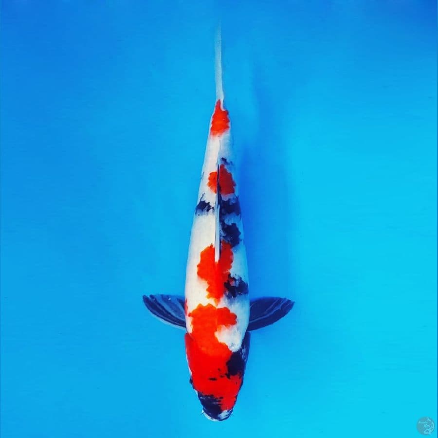 MAGURO 3 - Showa 34 cm/fm ®