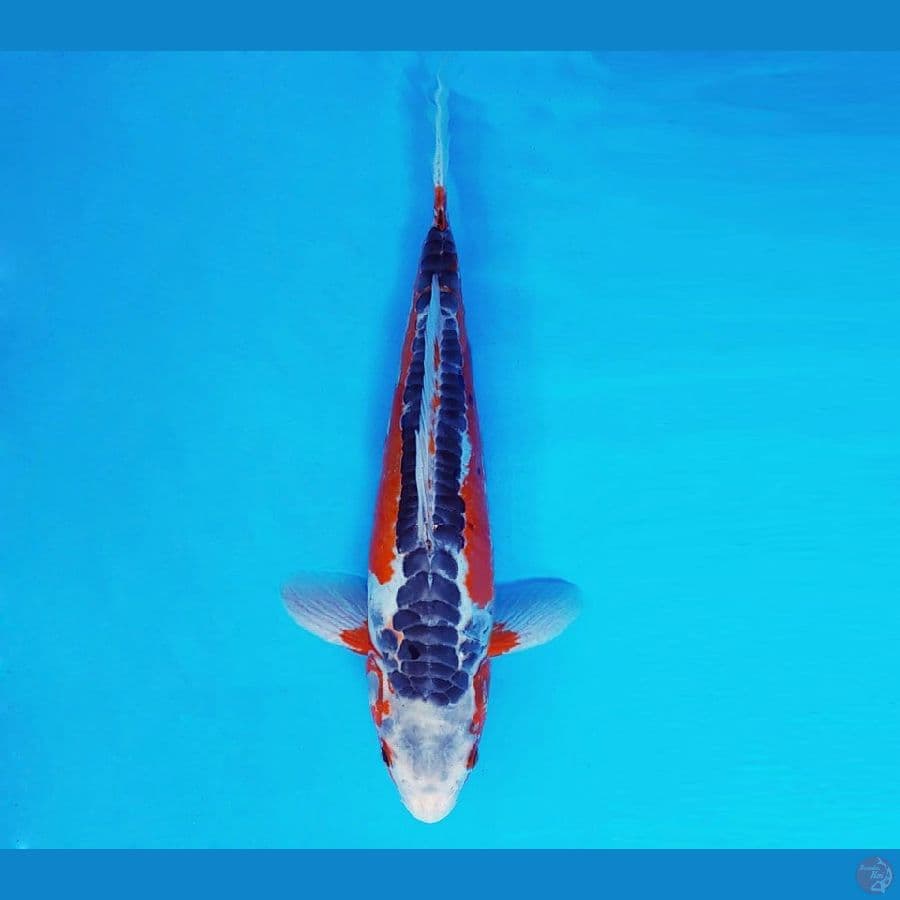 MAGURO 5 - Shusui 30 cm/fm ®