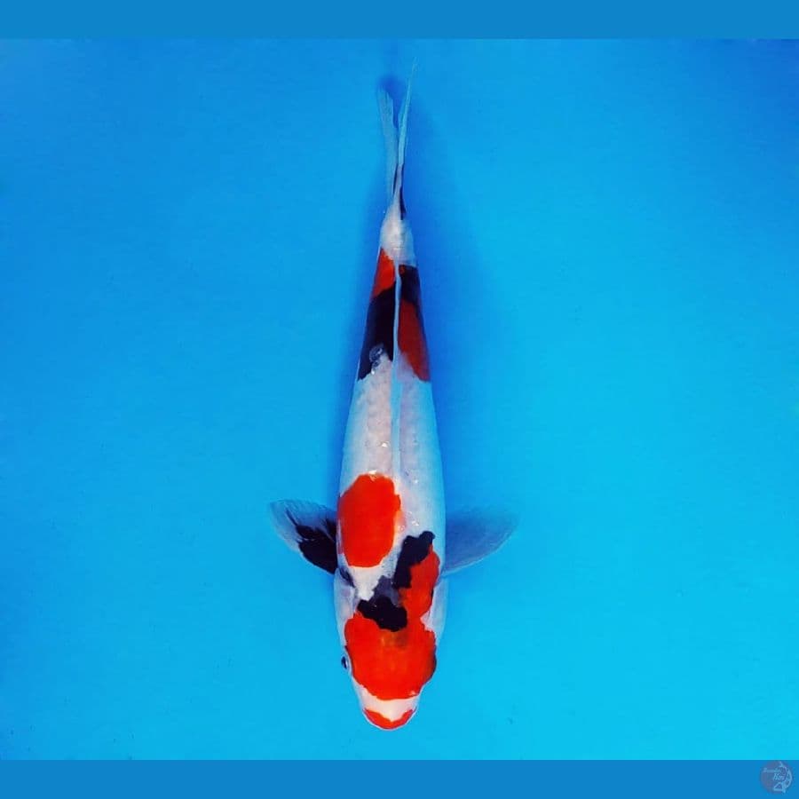 MAGURO 6 - Showa doitsu 23 cm/fm ®