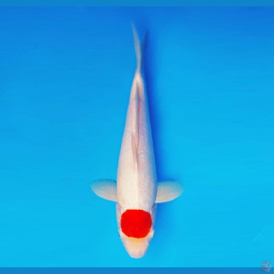 MAGURO 7 - Tancho 33 cm/male ®