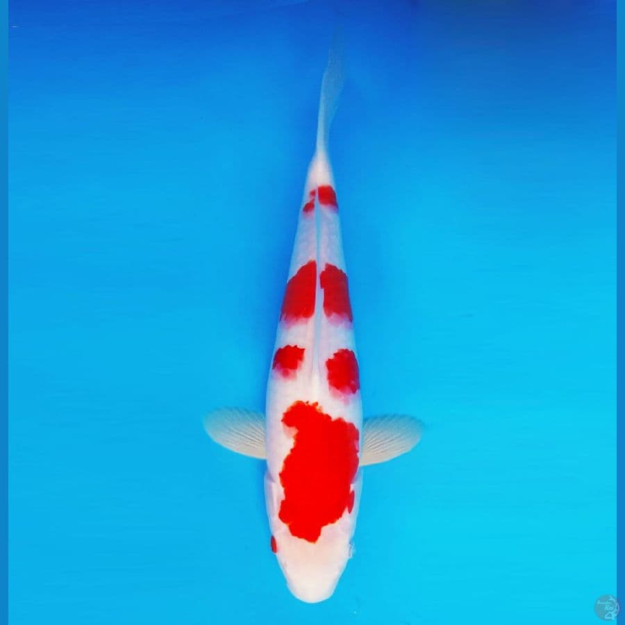 MAGURO 10 - Kohaku 28 cm/fm ®