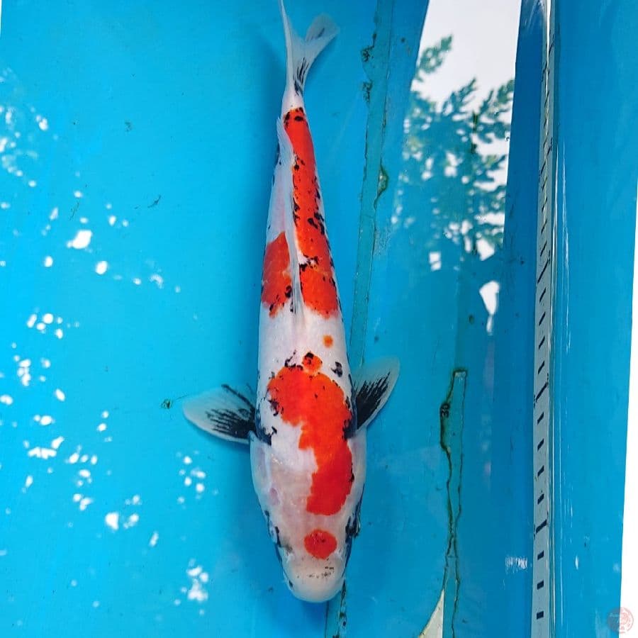 BENIMATSUKAWABAKE 28 CM