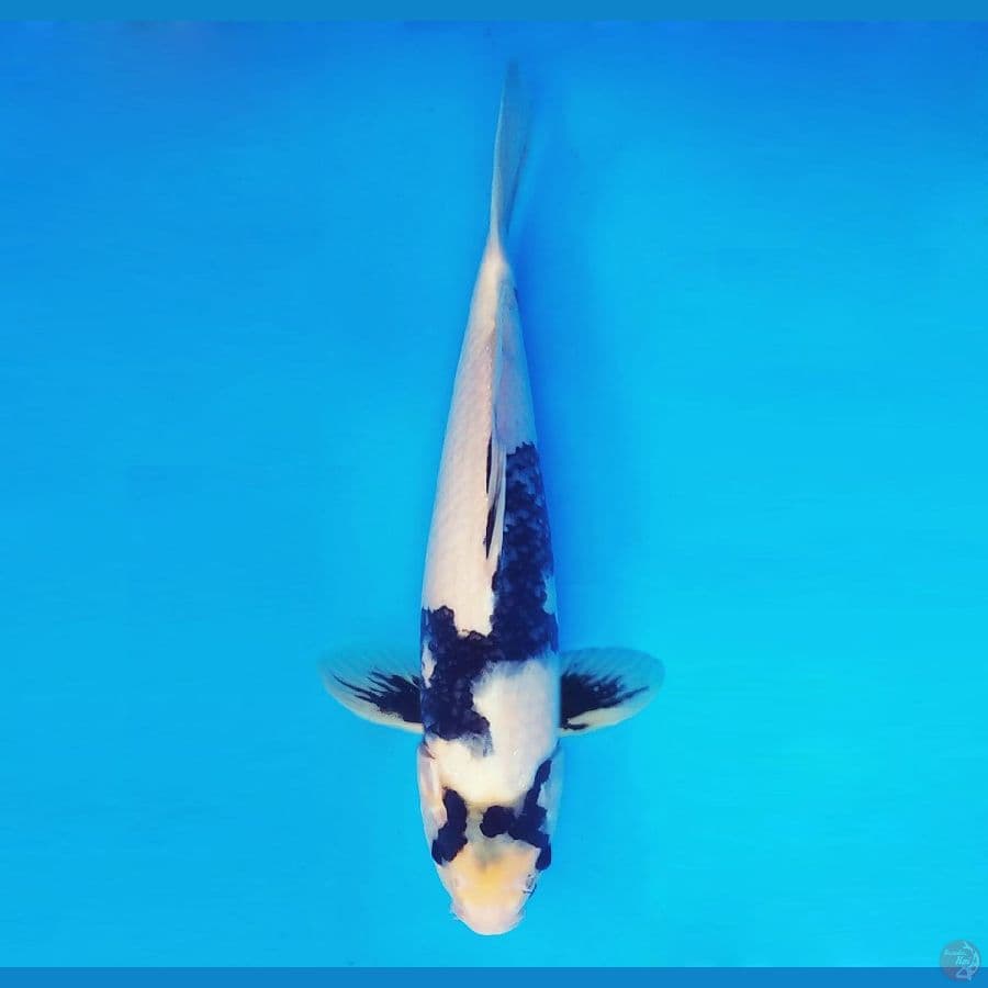 MAGURO 14 - Shiro Evolution 36 cm/male ®