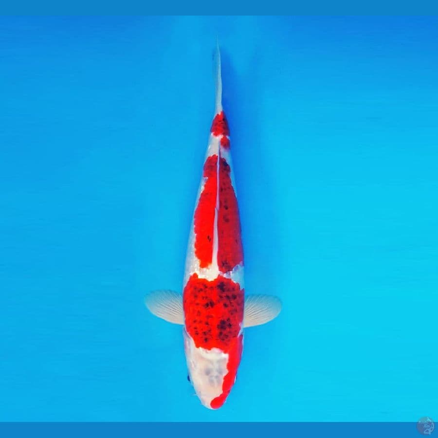 MAGURO 15 - Ai Goromo 34 cm/fm ®