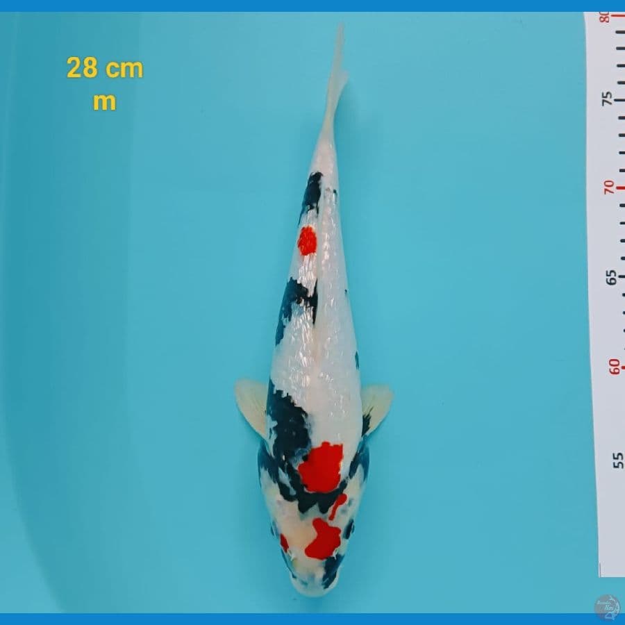 showa ginrin 28 cm