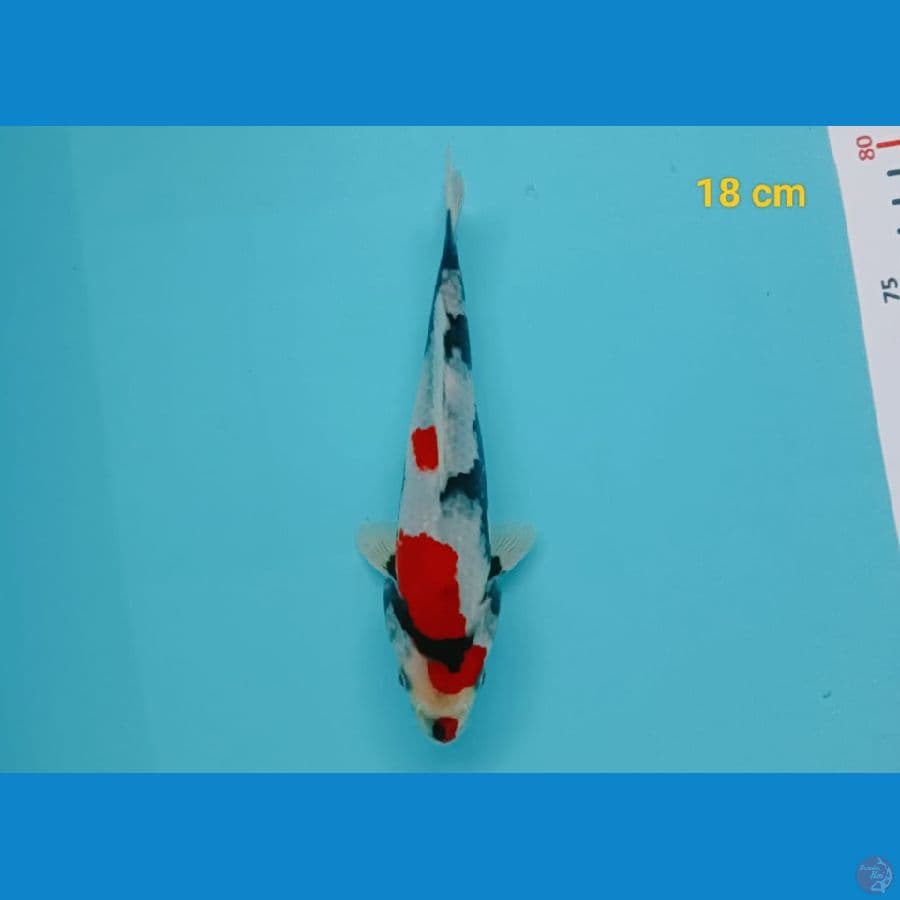showa 18 cm