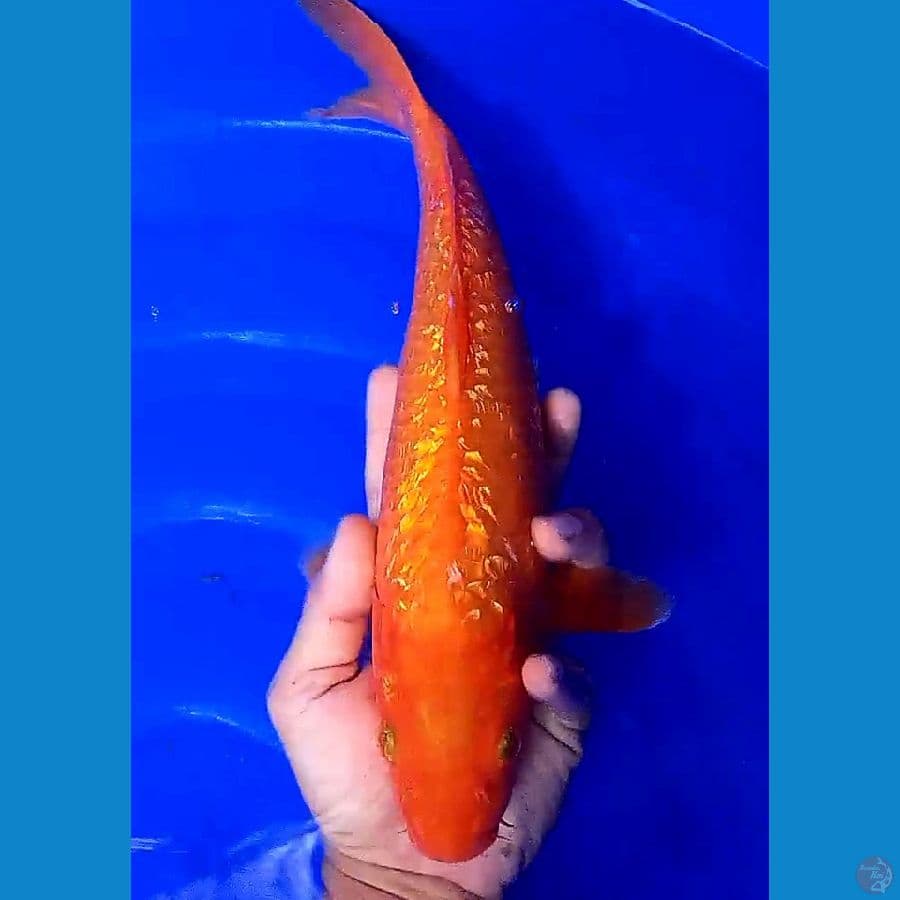 benigoi ginrin 35 cm