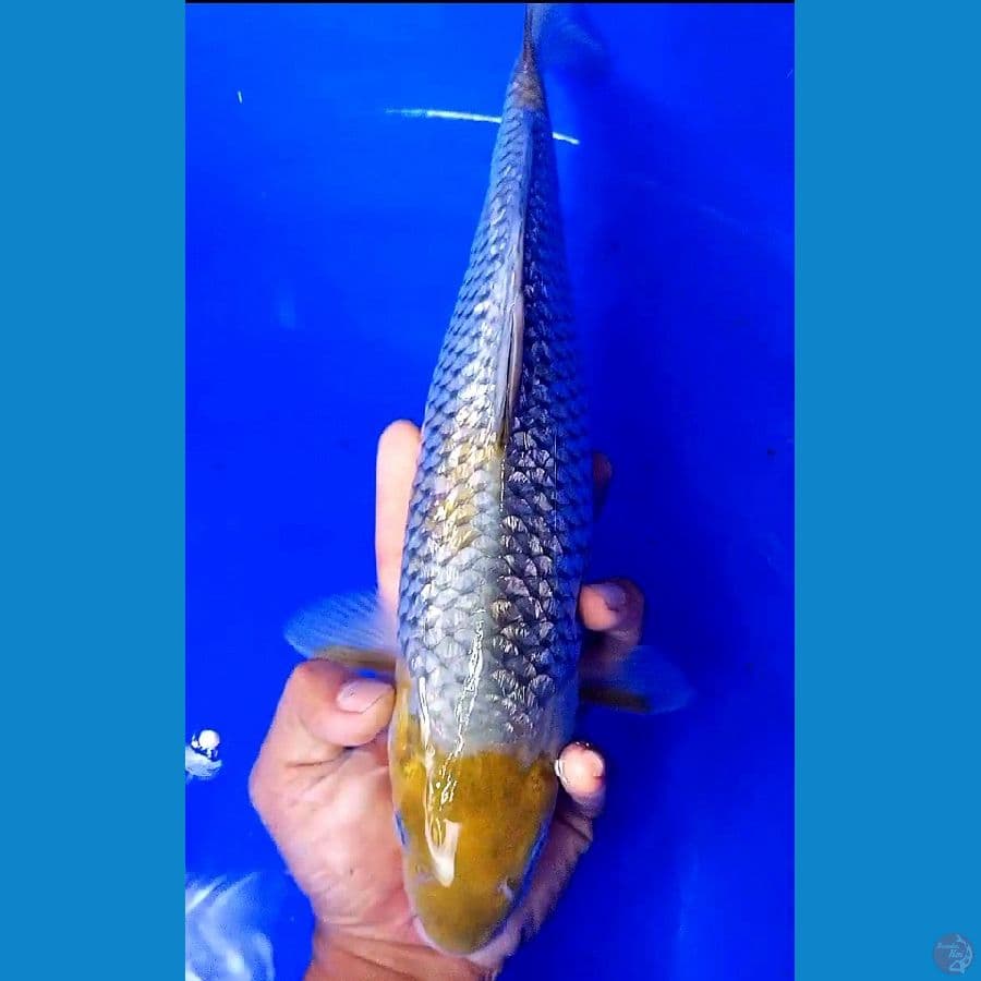 tanco ochiba ginrin f 36 cm