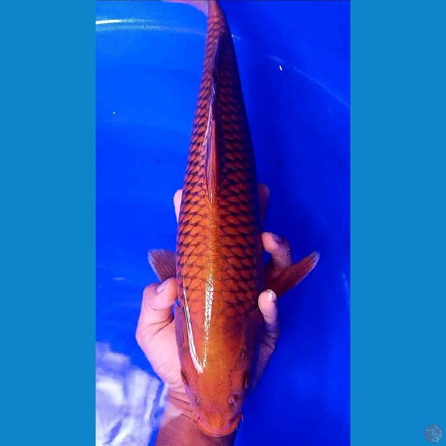 tembaga ring bagus M 40 cm
