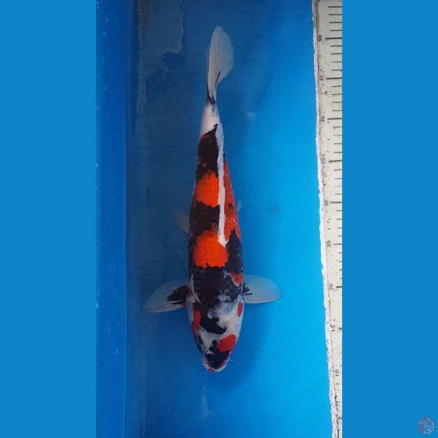 SHOWA GARANG 37cm
