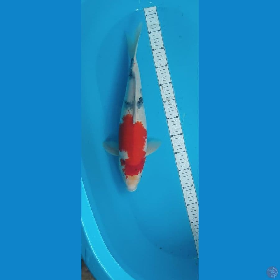 sw 46cm