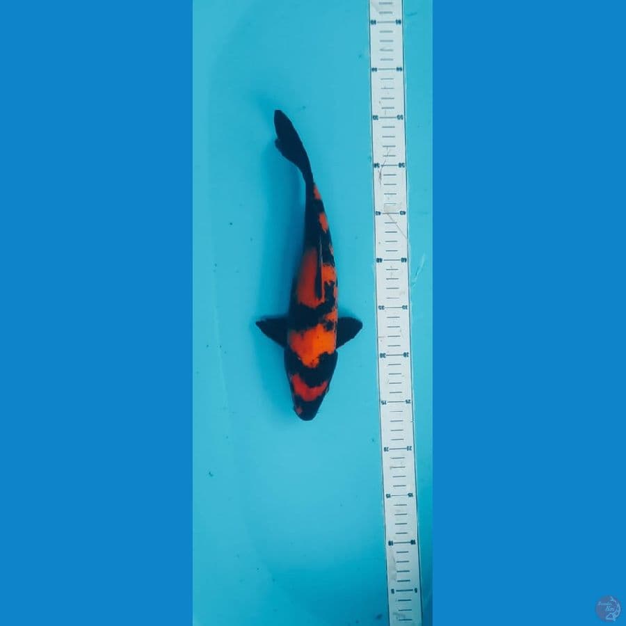 HIU tembus 31cm