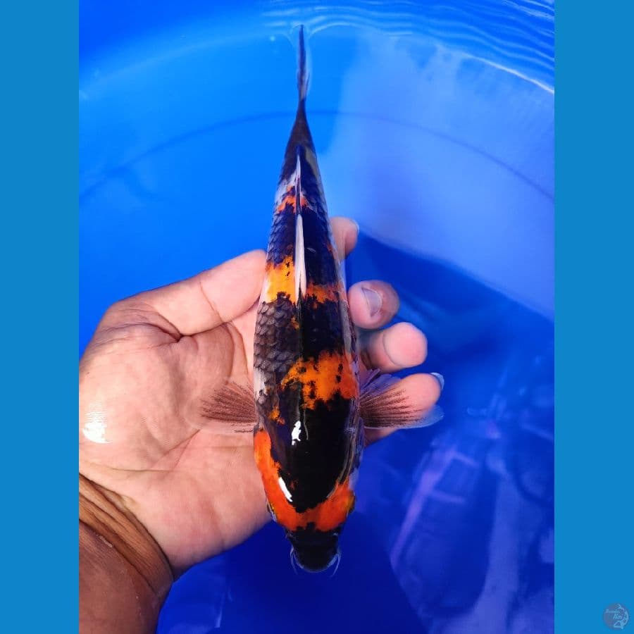 showa 24 cm