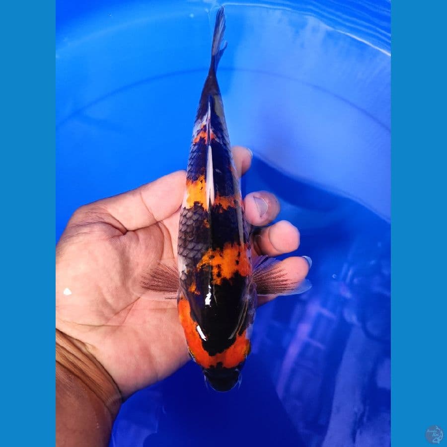 showa 24 cm