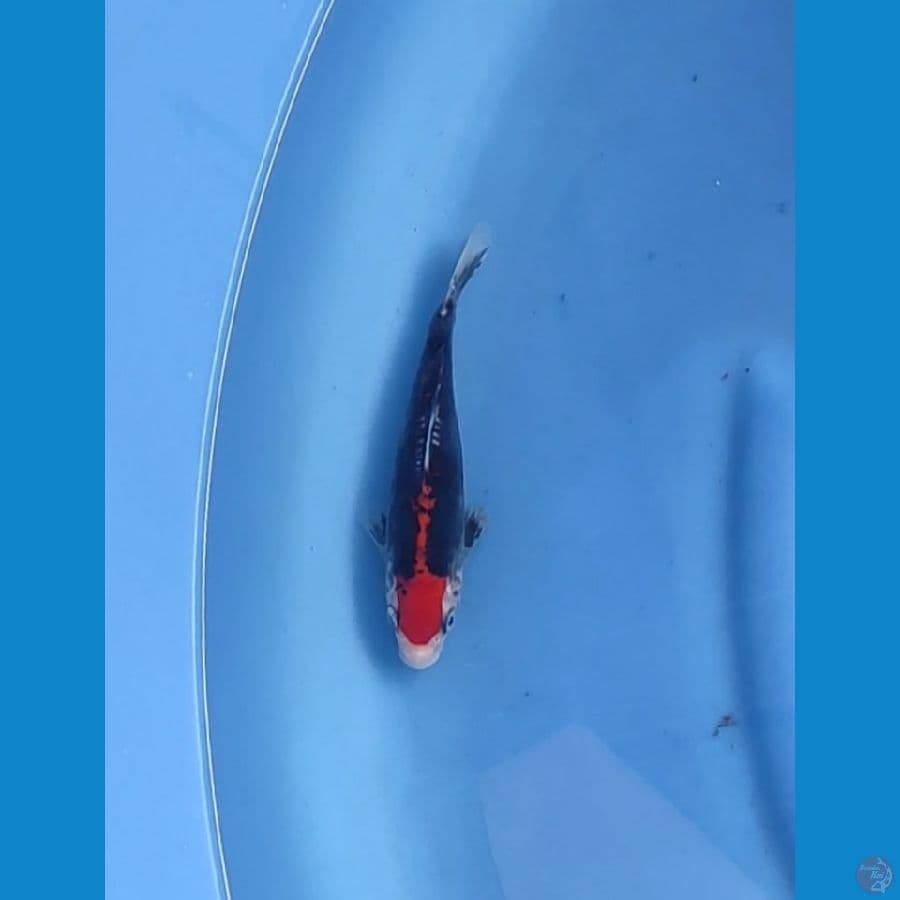 beni kumon 17cm